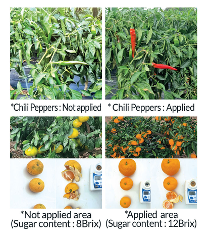 PLANT BIOACTIVE REGULATOR RAINBOW  HanaBiotech / 彩虹  杀菌、杀虫、着色、 提高糖度的有机农业材料